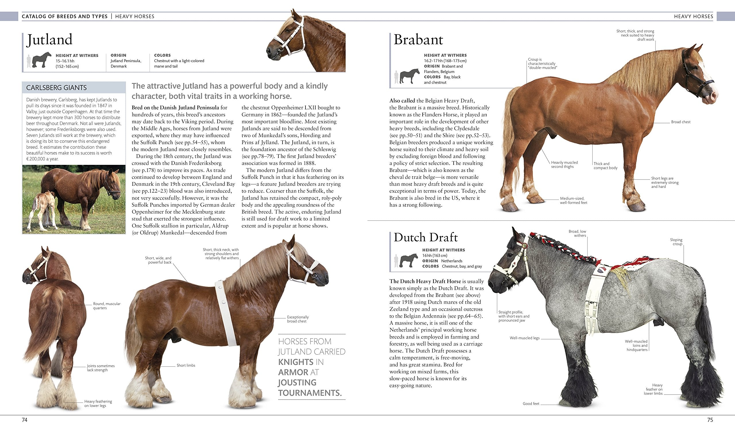The Horse Encyclopedia (DK Pet Encyclopedias)