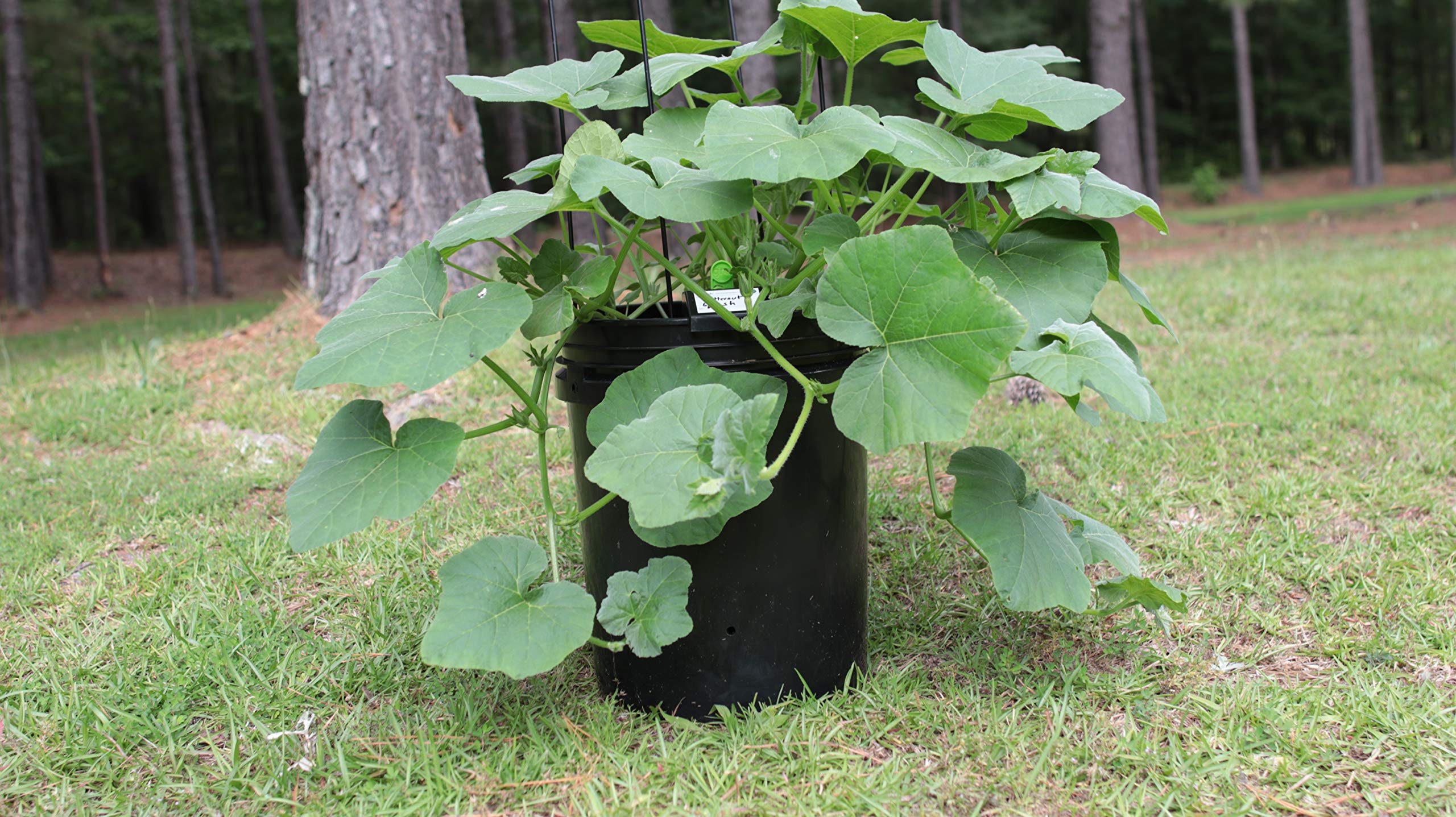 GroBucket Garden Kit (10PK) self-watering sub-irrigated planter insert. Turn any bucket into a self-watering Container Garden. Create an indoor or outdoor, space saving and portable garden in minutes.