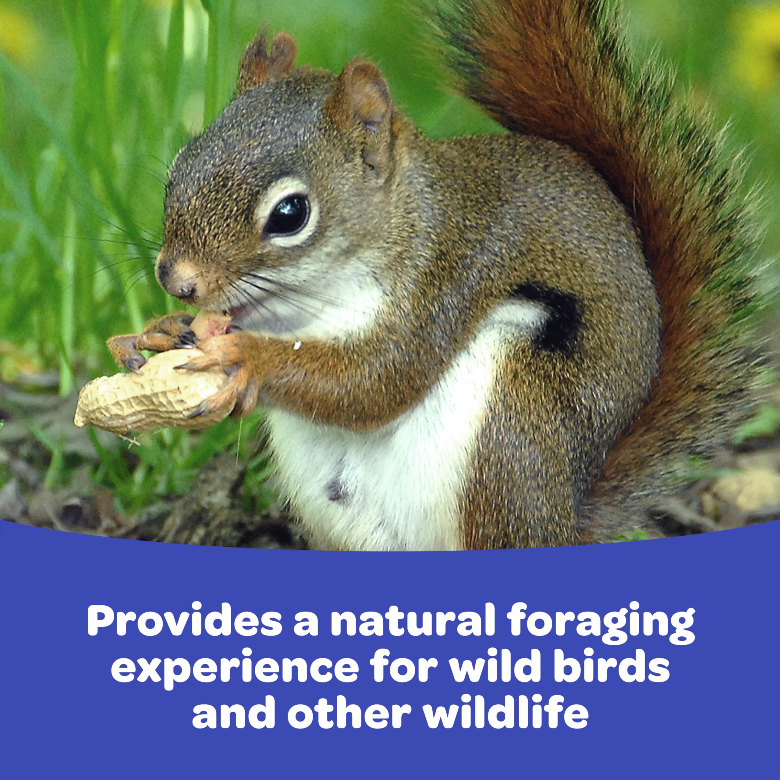 Kaytee Raw Peanuts in Shell for Squirrels, Woodpeckers, Nuthatches, Jays, Towhees, Cardinals, Indigo Buntings, and Other Wild Birds, 5 Pound