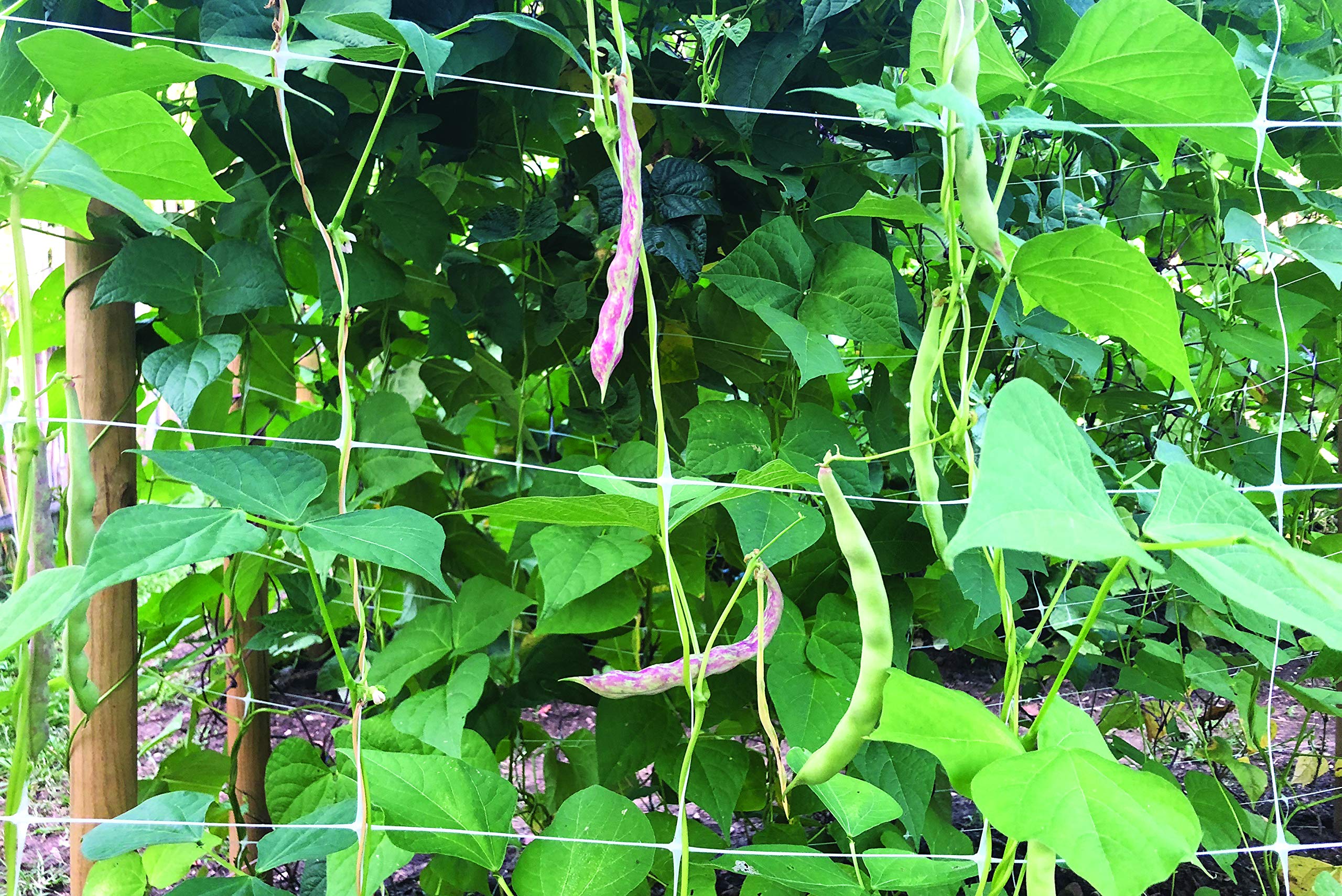Tenax Hortonova Plant Trellis Net Lm, 67" x 328', White