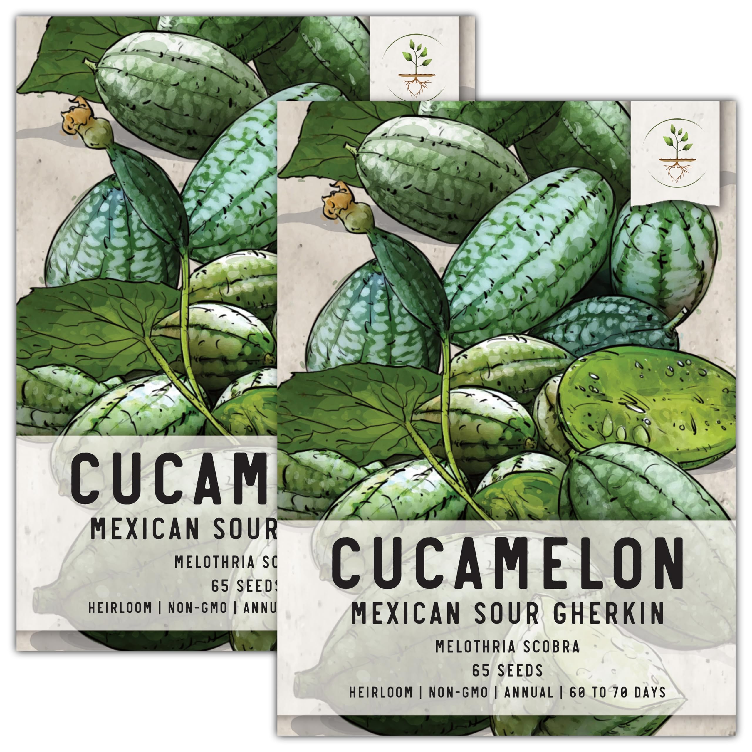 Seed Needs, Cucamelon Seeds - 65 Heirloom Seeds for Planting Melothria scobra - Mexican Sour Gherkin Non-GMO & Untreated, Boasts a Light Citrus Flavor, (2 Packs)