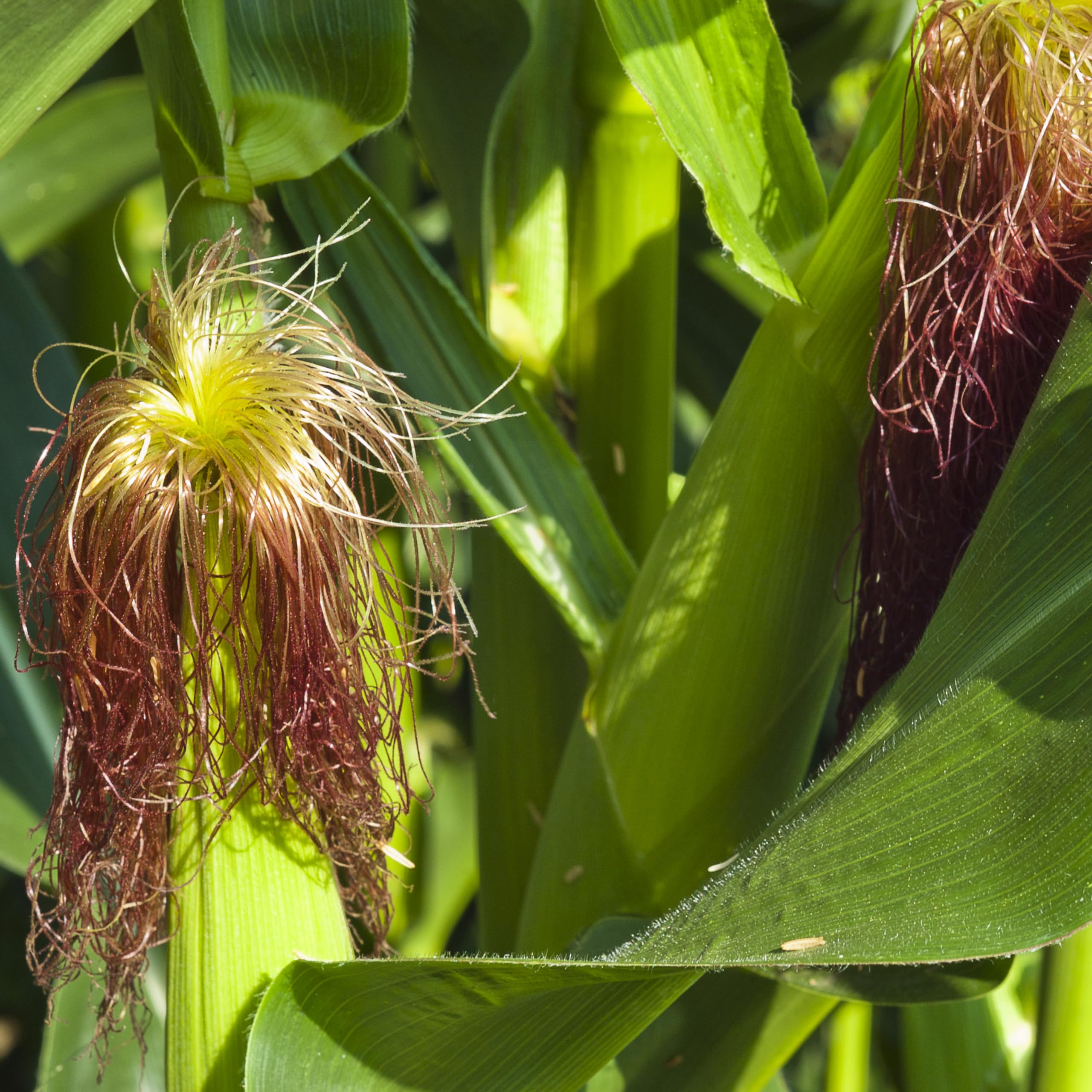 The Old Farmer's Almanac Heirloom Sweet Corn Seeds (Golden Bantam) - Approx 75 Seeds - Non-GMO, Open Pollinated, USA Origin