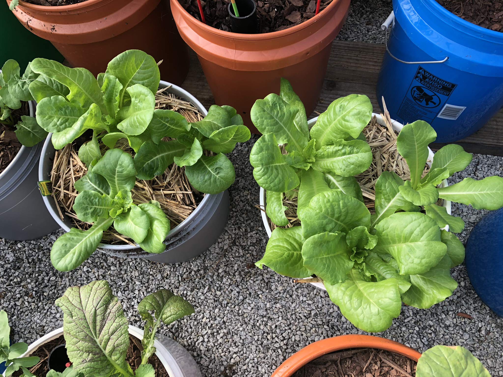 GroBucket Garden Kit (10PK) self-watering sub-irrigated planter insert. Turn any bucket into a self-watering Container Garden. Create an indoor or outdoor, space saving and portable garden in minutes.