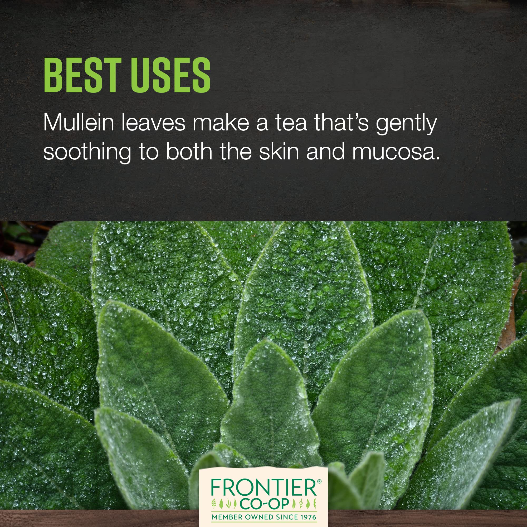 Frontier Co-op Organic Mullein Leaf, 1lb Bulk Bag, Cut & Sifted, Dried Mullein Leaves, Ideal for Mullein Tea, Mullein Leaf Extract & Capsules