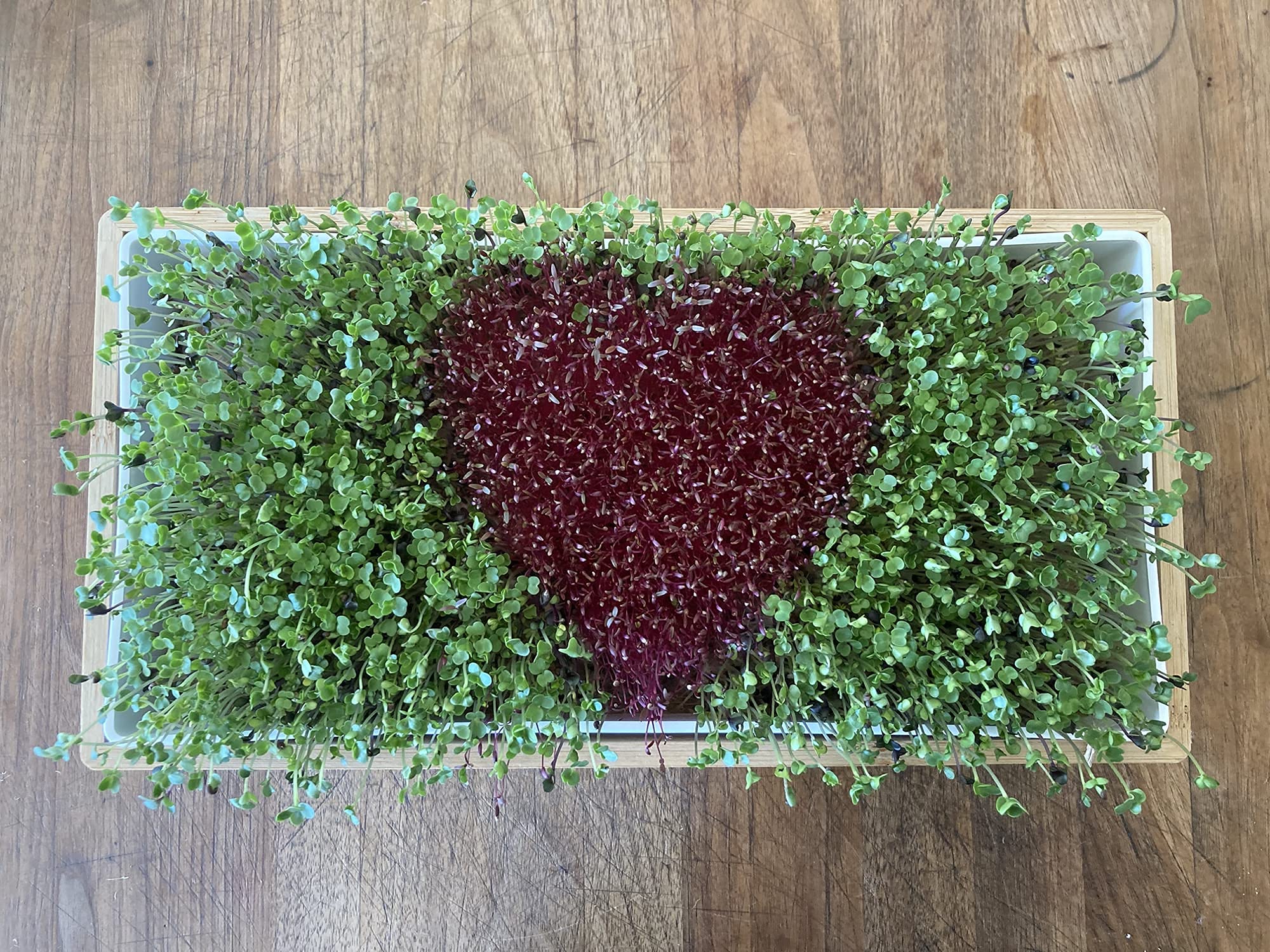 Microgreens Growing Kit, 4 Seed Mats & Microgreens Refill (Broccoli, Mixed Salad, Chia & Red Amaranth Organic Microgreen Seeds)
