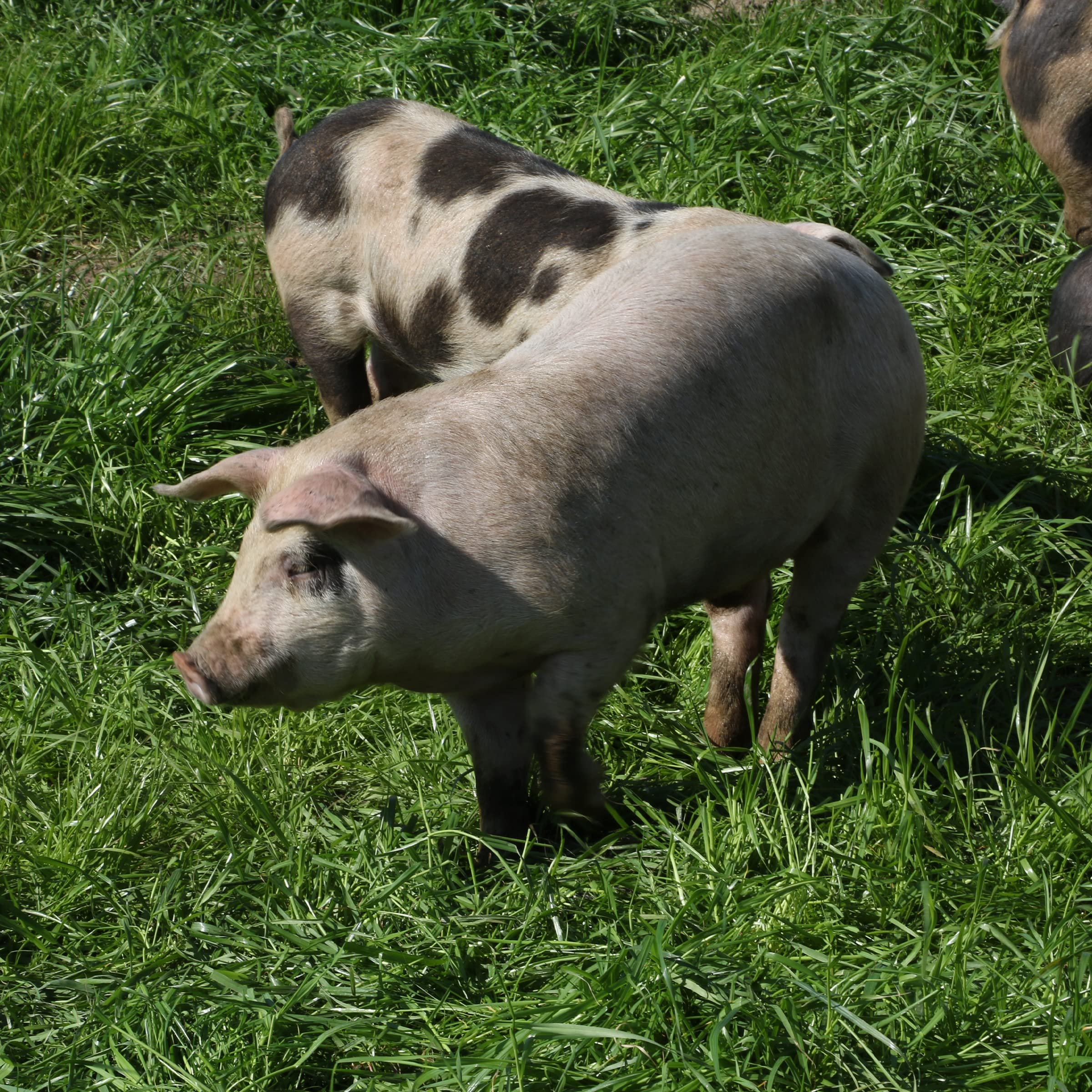 EPIC BBQ Pork Rinds Gluten Free, 2.5oz