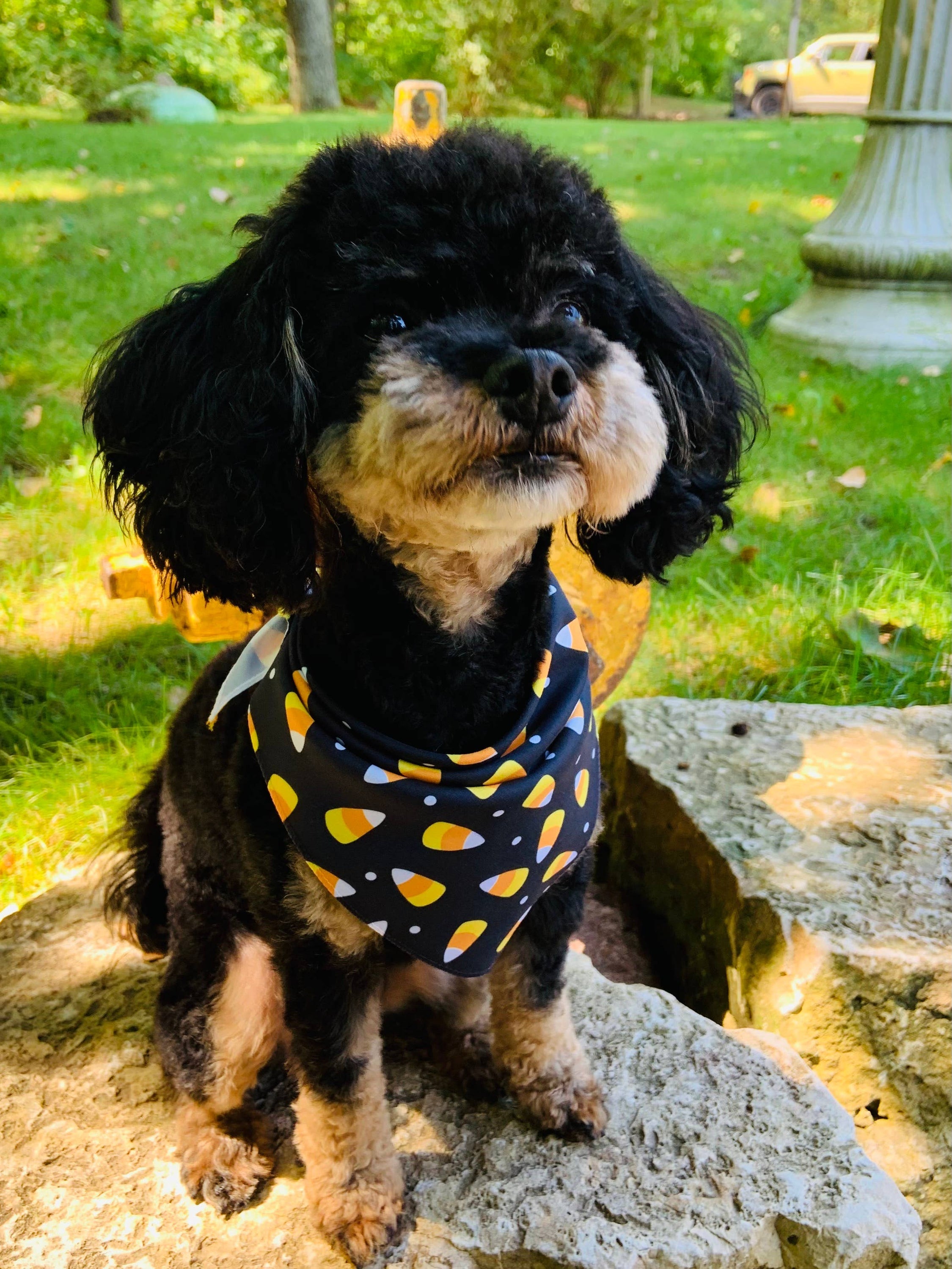 Candy Corn - Pet Bandana