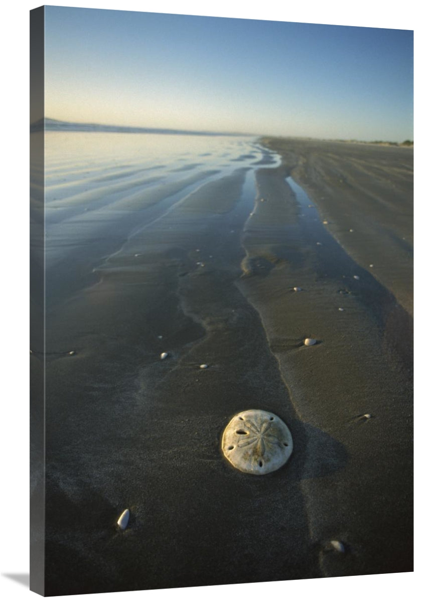 Global Gallery GCS-451709-2436-142 24 x 36 in. Sand Dollar with Wave P