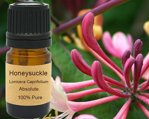 Honeysuckle Absolute