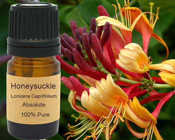 Honeysuckle Absolute