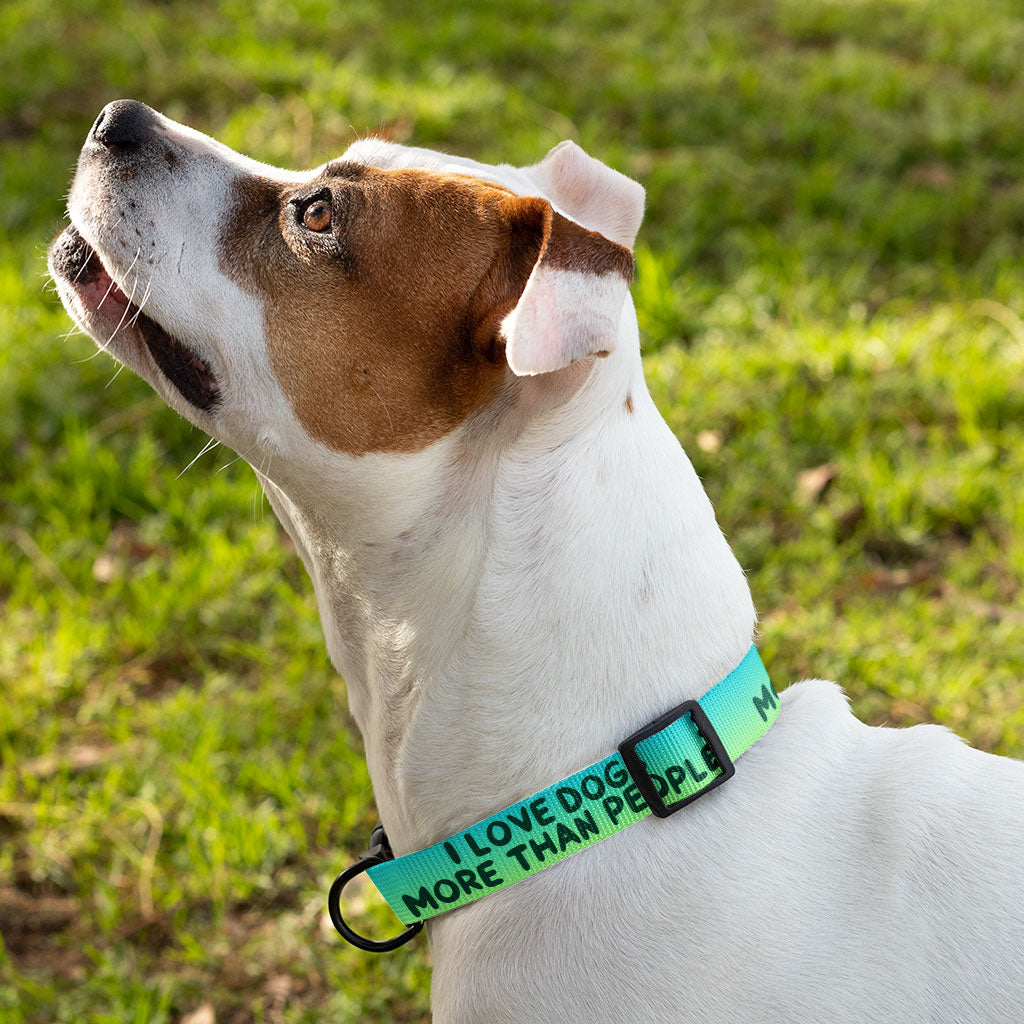 I Love Dogs Pet Collar - Printed Dog Collar - Quotes Dog Collar