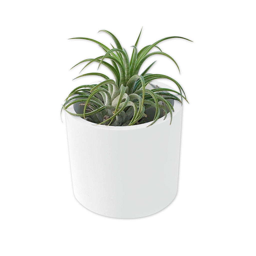 Round White Ceramic Planter