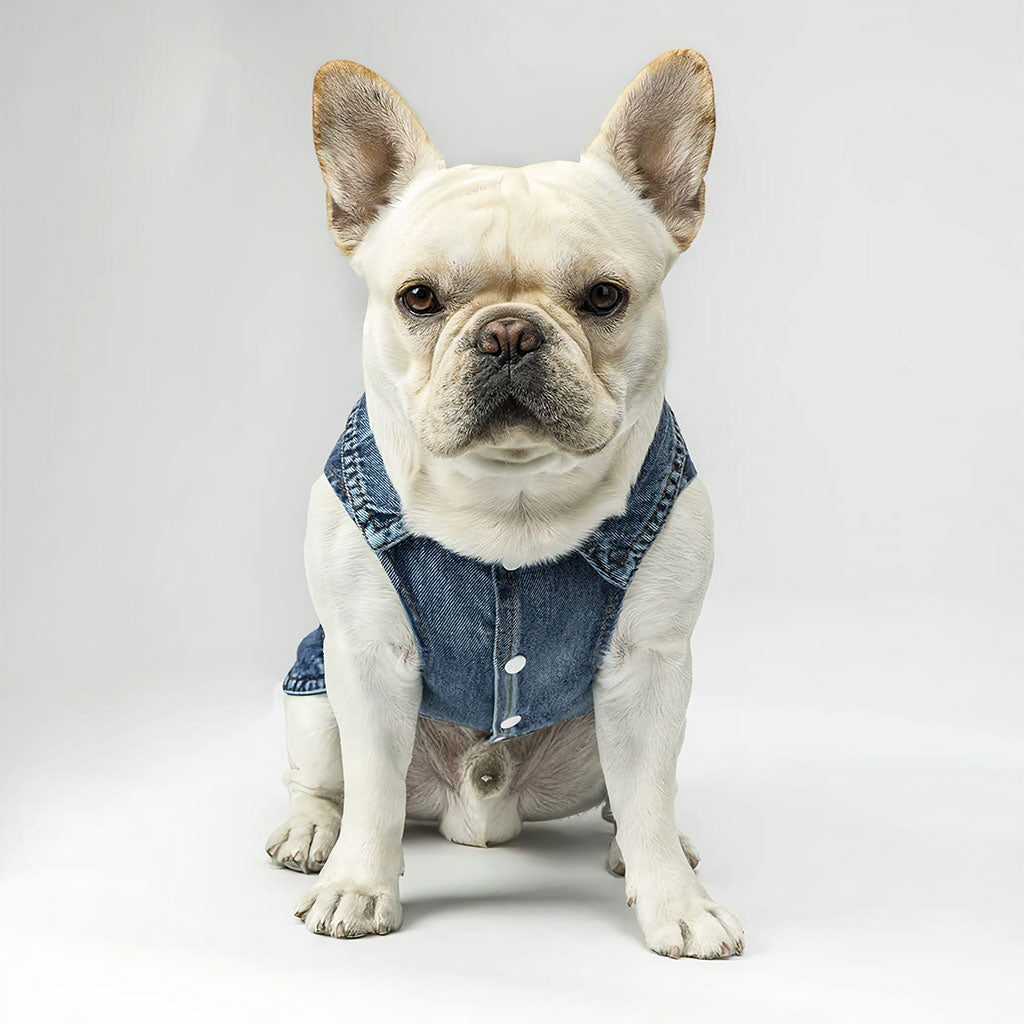 Feed Me Dog Denim Vest - Word Design Dog Denim Jacket - Dog Theme Dog Clothing