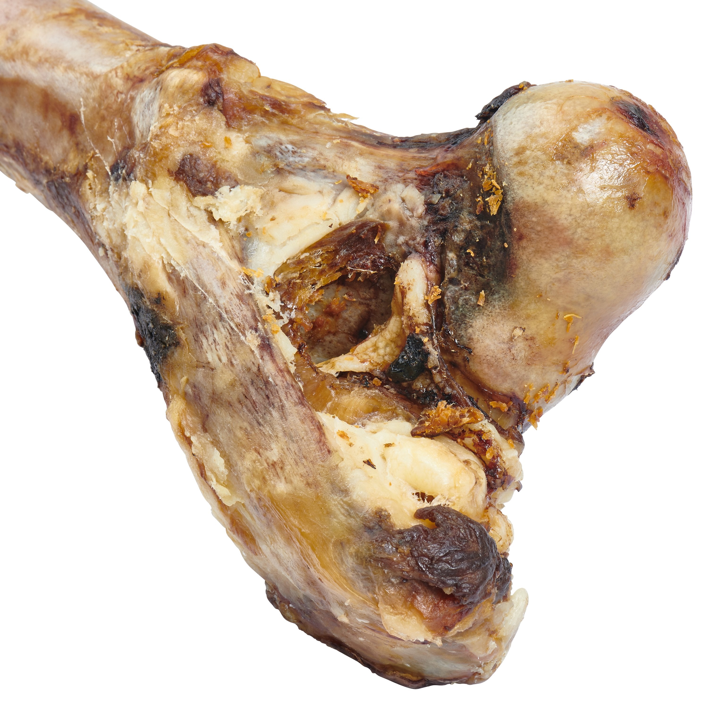 Giant Dog Bone - Grass-Fed Beef Femur Bone for Large Dogs - Zomdo Marketplace | Zomdo.com