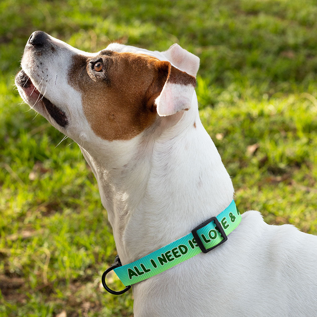 All I Need is Love and a Dog Pet Collar - Cute Dog Collar - Graphic Dog Collar