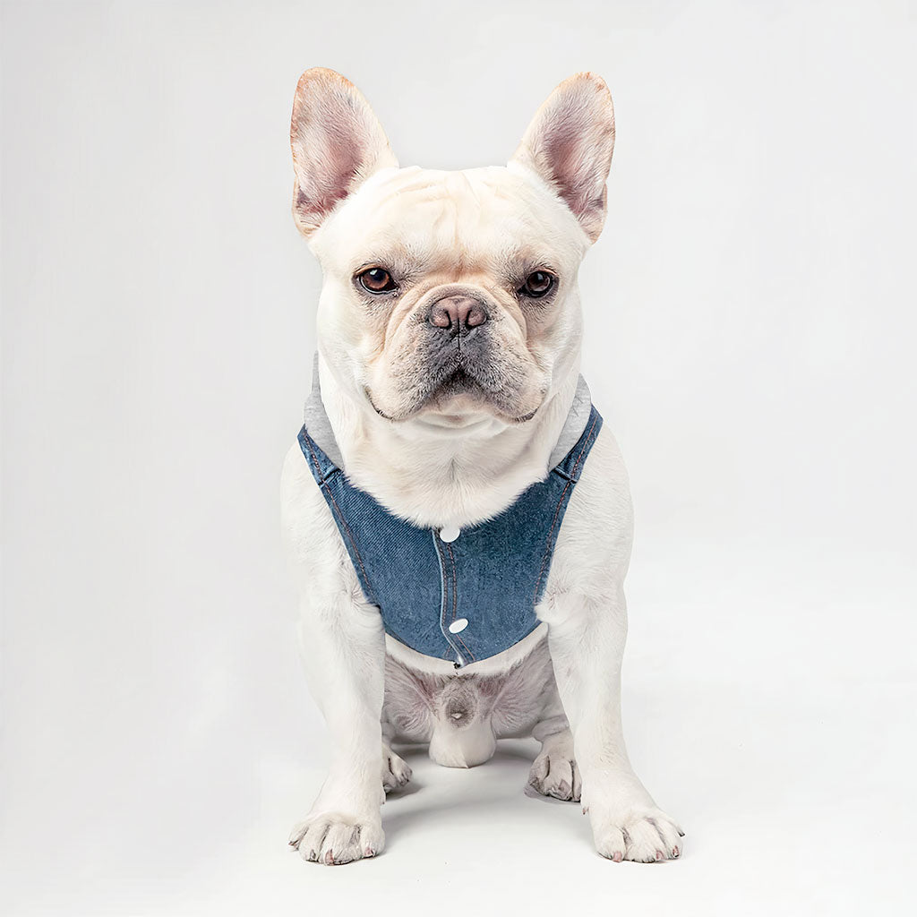 Little Monster Dog Denim Jacket - Unique Dog Denim Coat - Word Print Dog Clothing