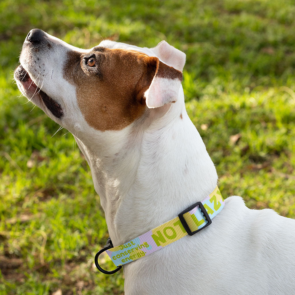 I Am Not Lazy Pet Collar - Quote Dog Collar - Themed Dog Collar