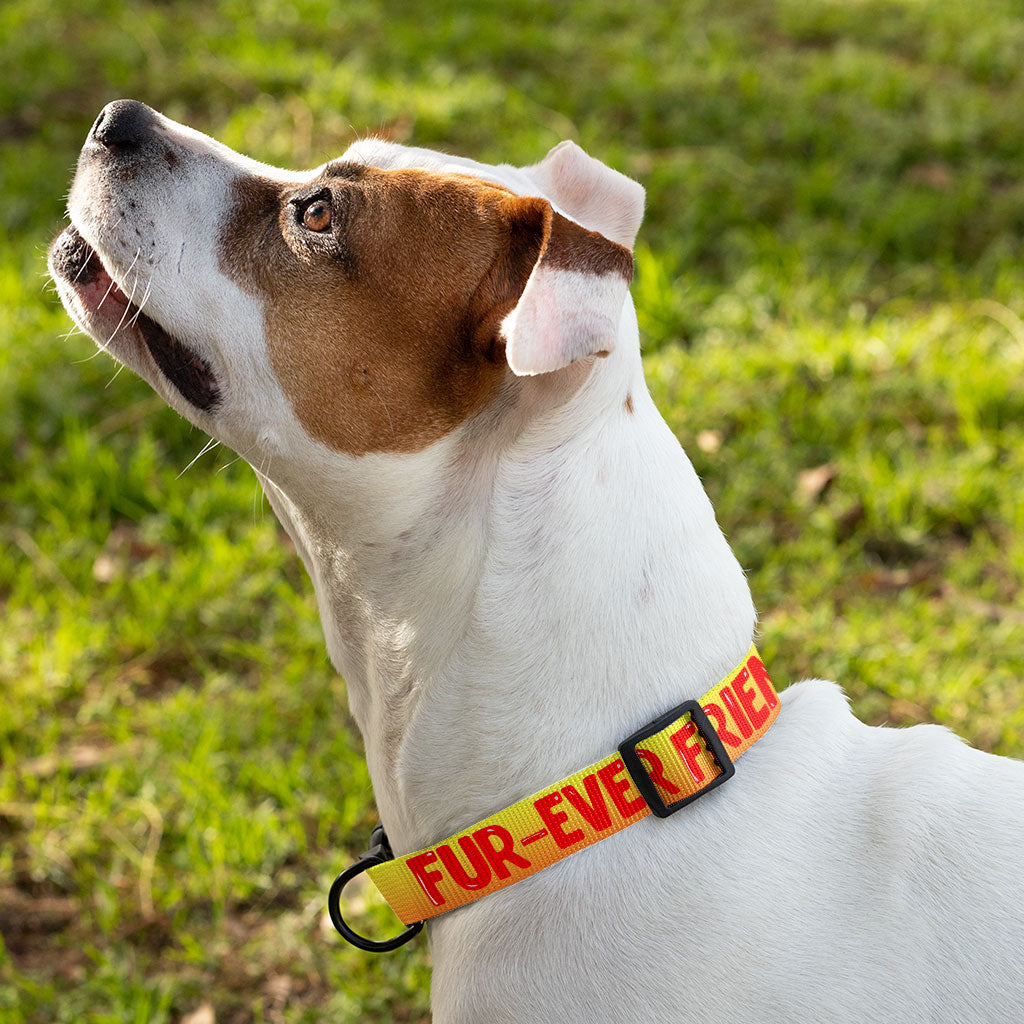 Cute Kawaii Pet Collar - Trendy Dog Collar - Printed Dog Collar