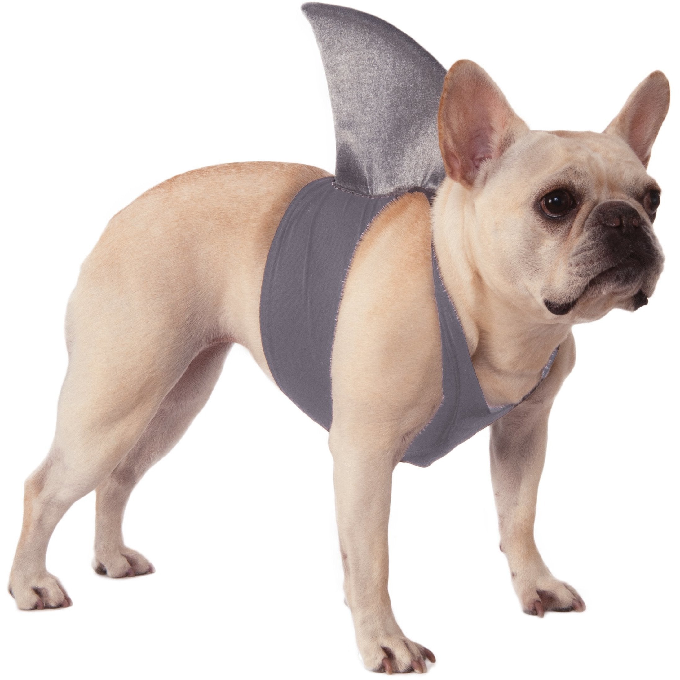 Shark Fin Pet Costume | Turquoise Daedalus