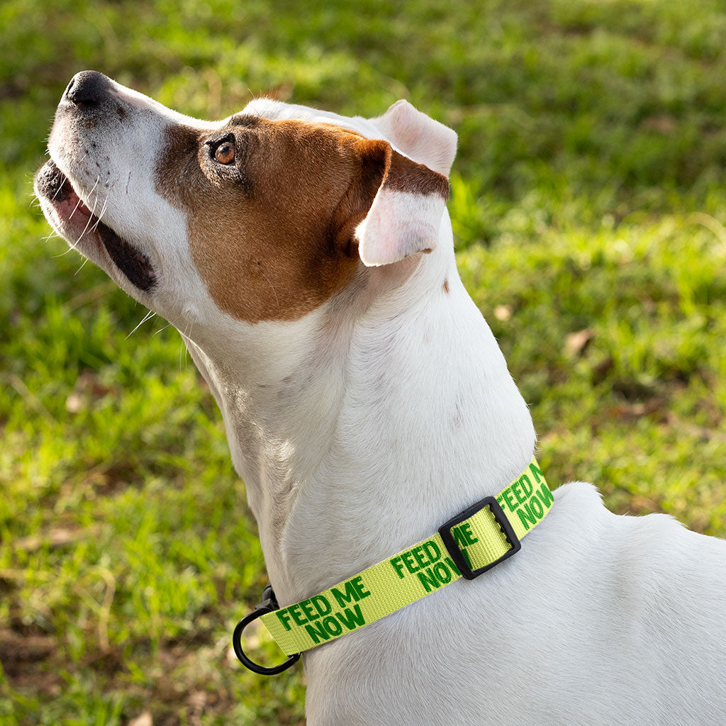 Feed Me Pet Collar - Cool Dog Collar - Best Design Dog Collar