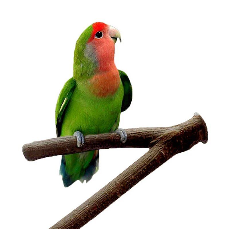 Natural Wood Parakeet Play Perch