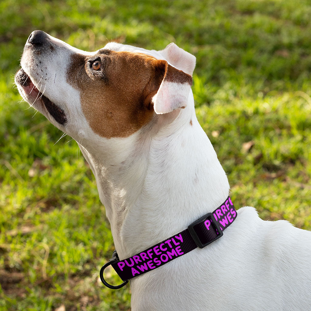 Awesome Pet Collar - Funny Saying Dog Collar - Cool Dog Collar