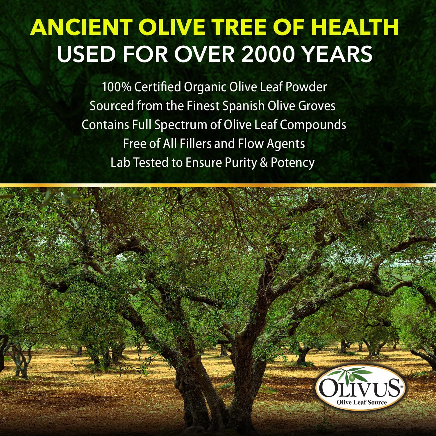 OliveLeafMAX Olive Leaf Extract (40% Oleuroepin) + Organic Olive Leaf Powder + No Fillers + 60 Vegetarian Capsules + Sourced from Spain and Manufactured in USA at GMP Facility