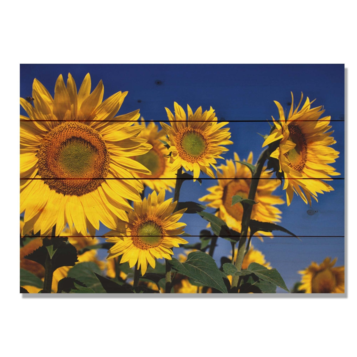 Day Dream WGSB2014 20 x 14 in. Sunny Bunch Wall Art