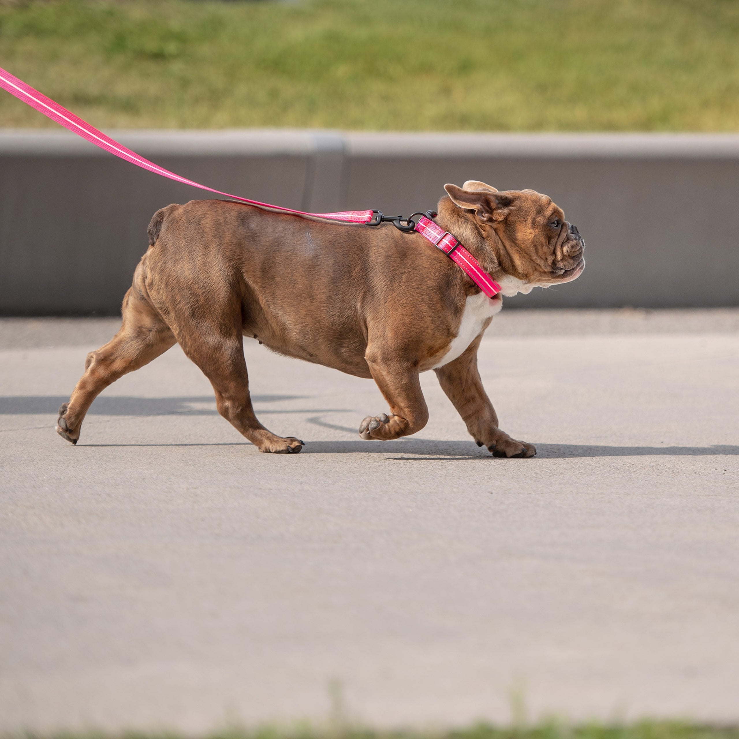 GF Pet Reflective Collar - Neon Pink