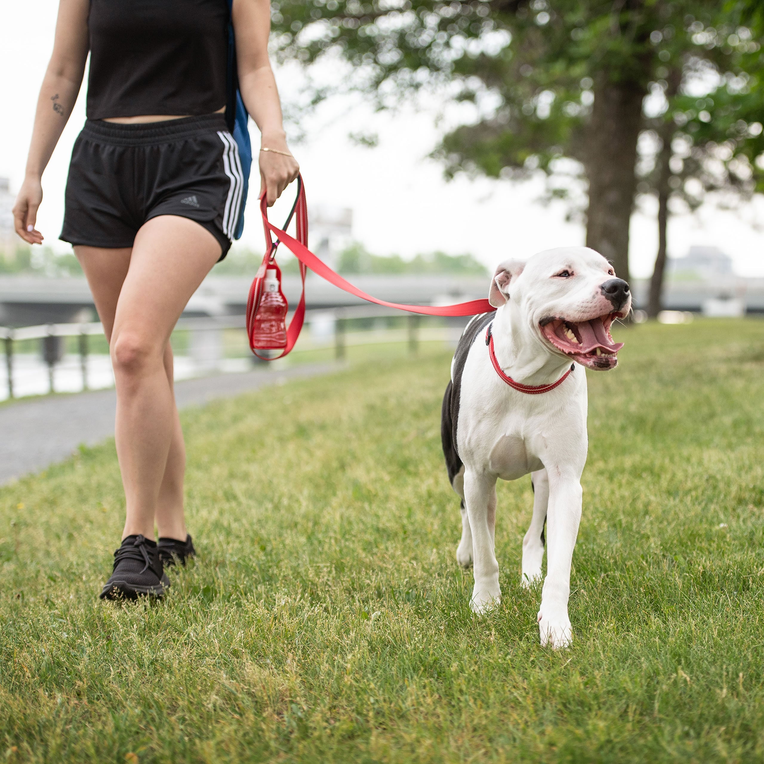 GF Pet Reflective Leash - Red