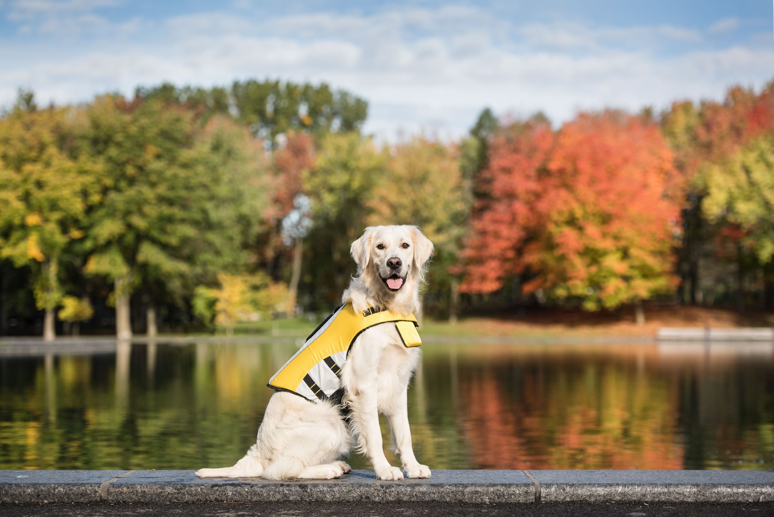 GF Pet Life Vest - Dog Life Jacket