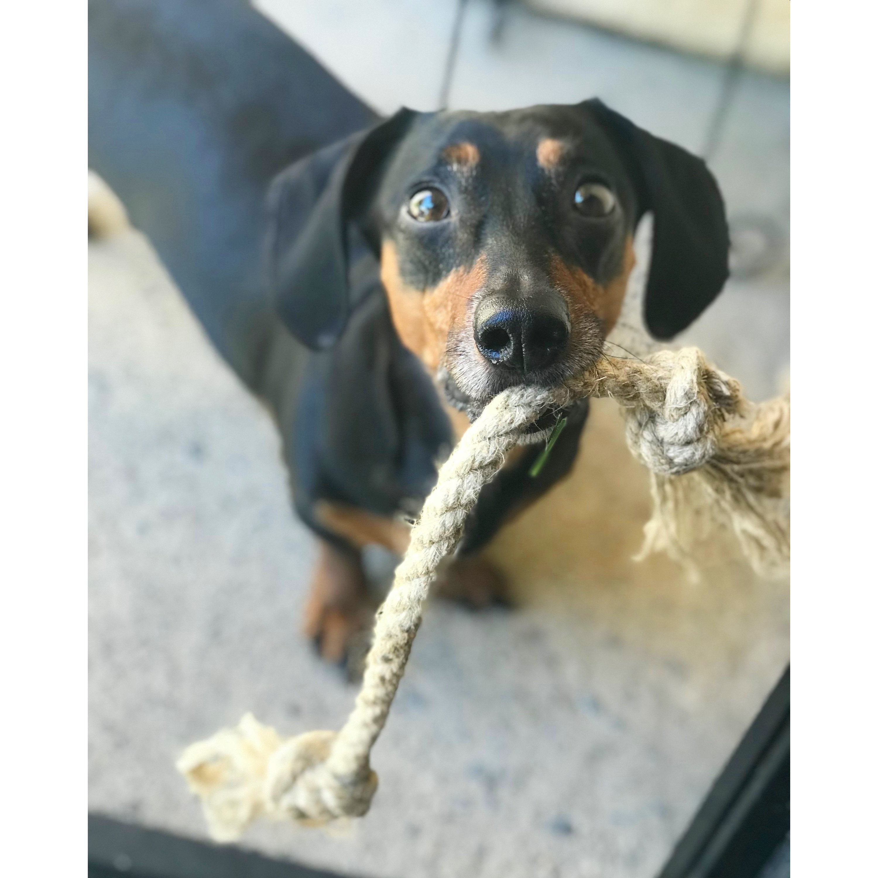 Double Knot Tug-a-Hemp Dog Rope Toy