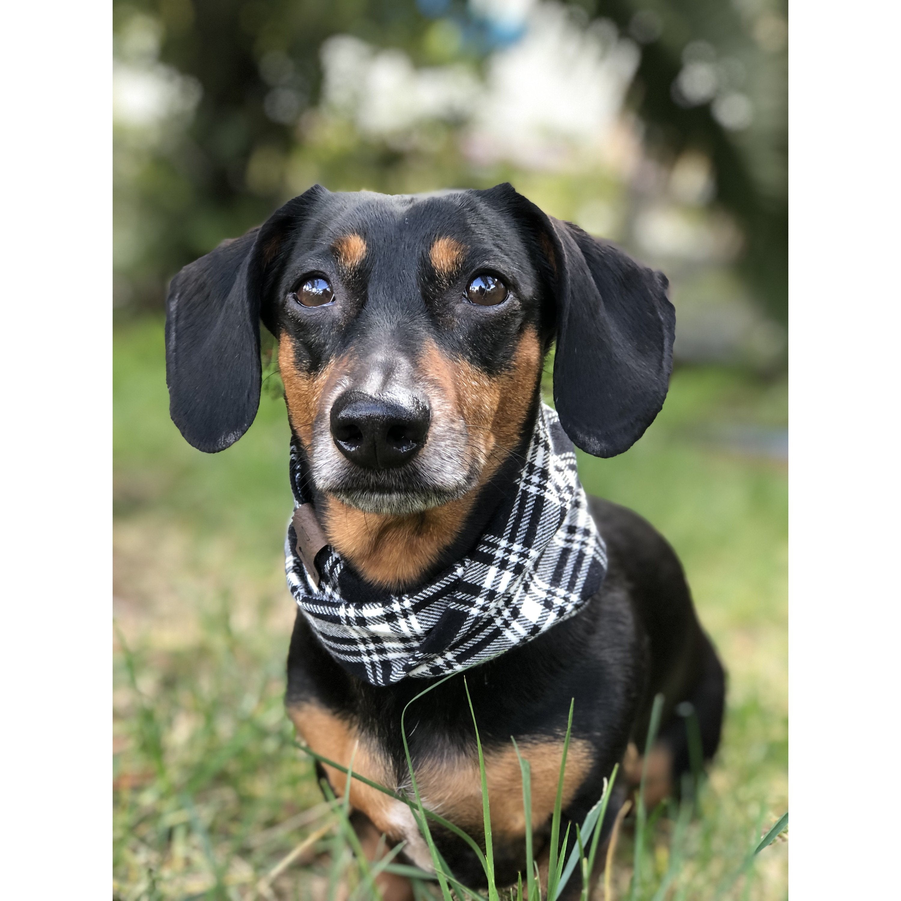 Blackberry Dog Scarf