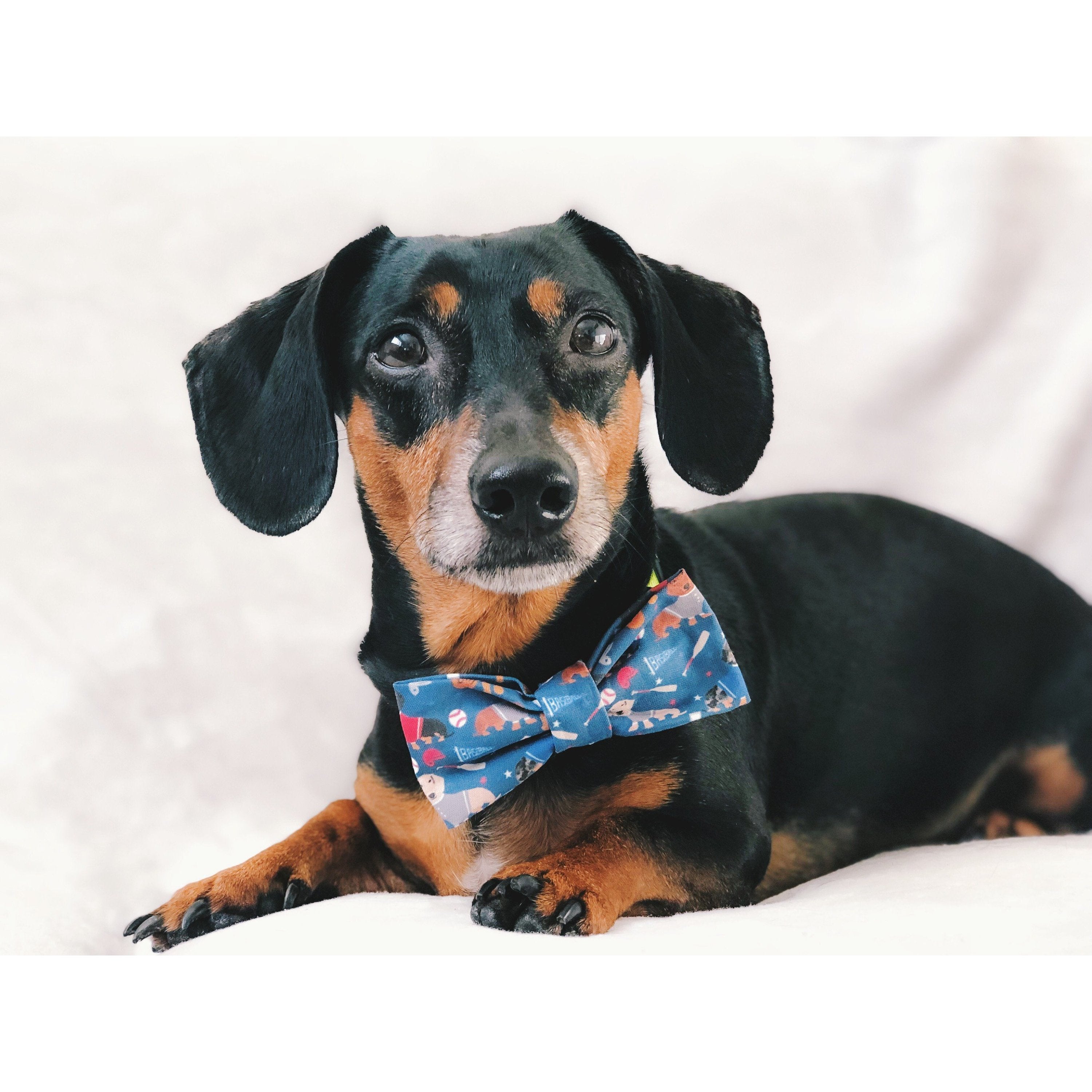 You're a Catch - Dog Bow Tie