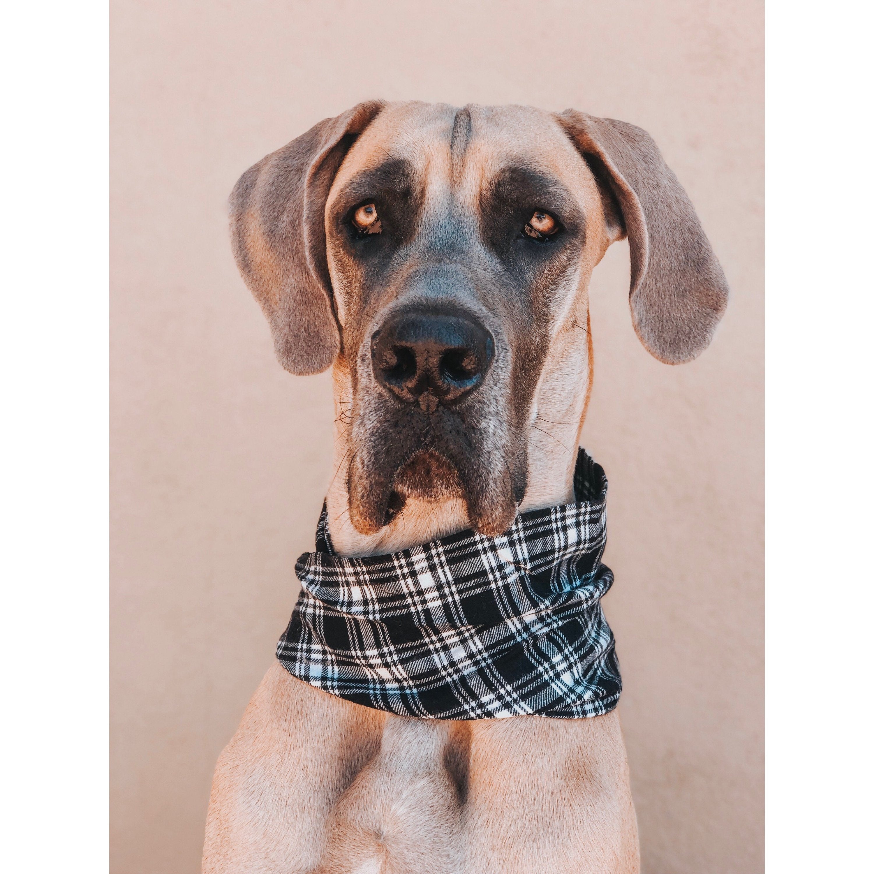 Blackberry Dog Scarf | Scarlet Gaia