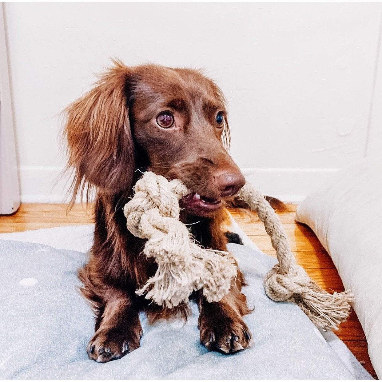 Double Knot Tug-a-Hemp Dog Rope Toy