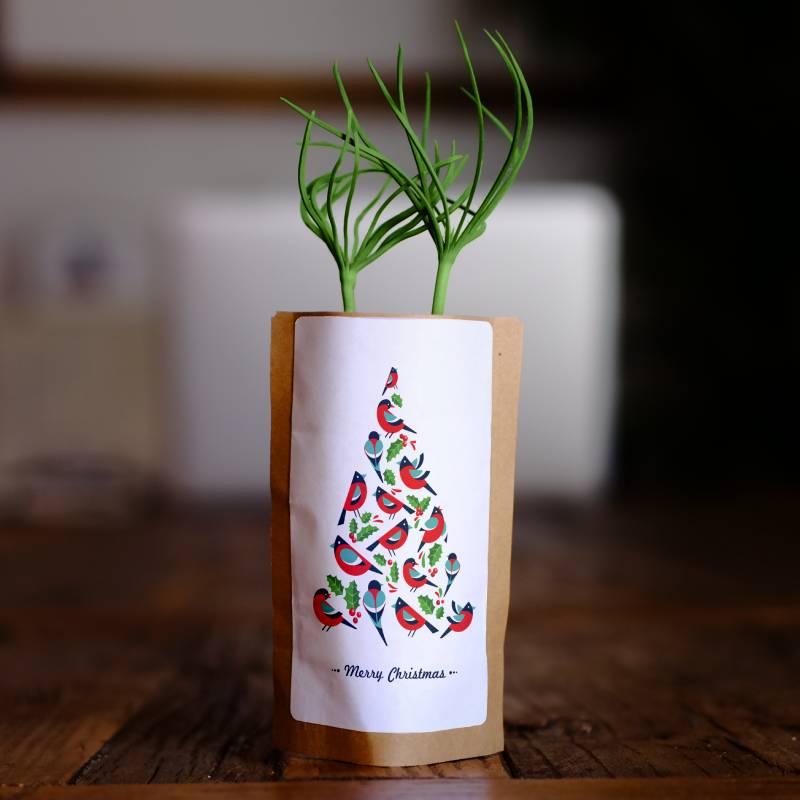 Merry Christmas Birdy Tree Growing Kit