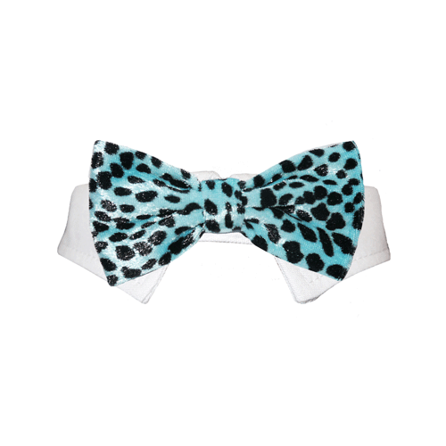 Roberto Pet Bow Tie - Aqua | Lime Aeneas