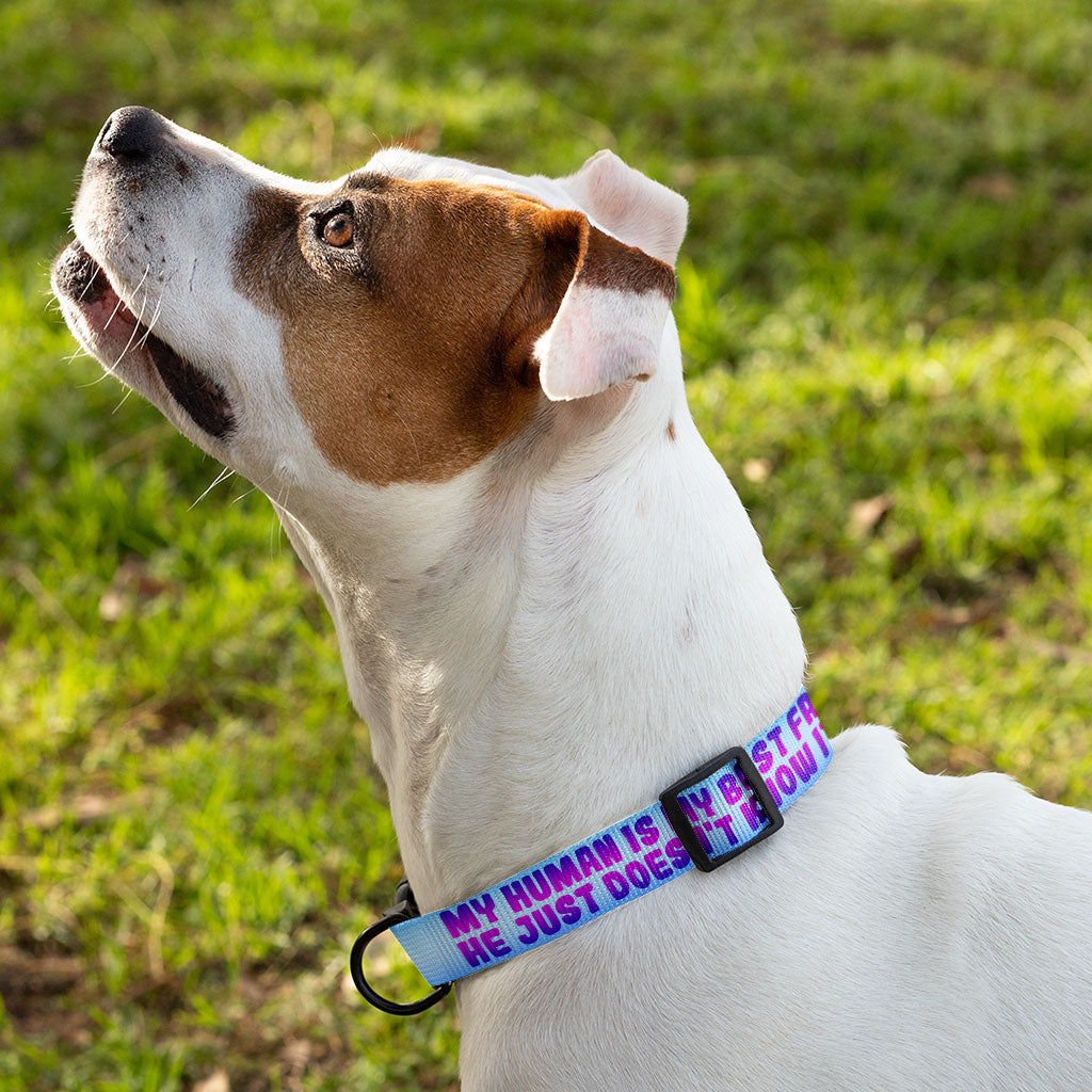 Cute Design Pet Collar - Creative Dog Collar - Quote Dog Collar