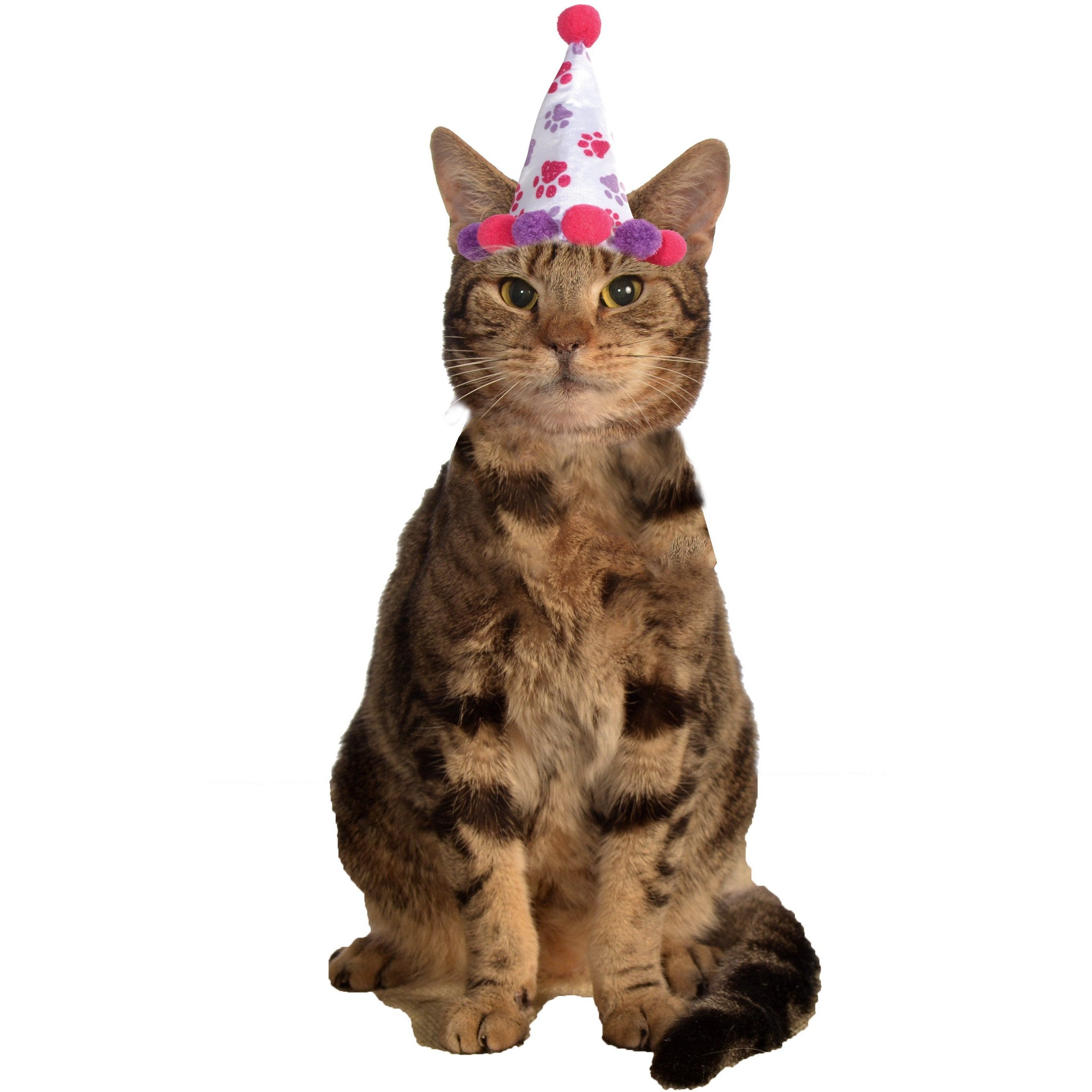 Birthday Girl Cat Hat | Turquoise Daedalus
