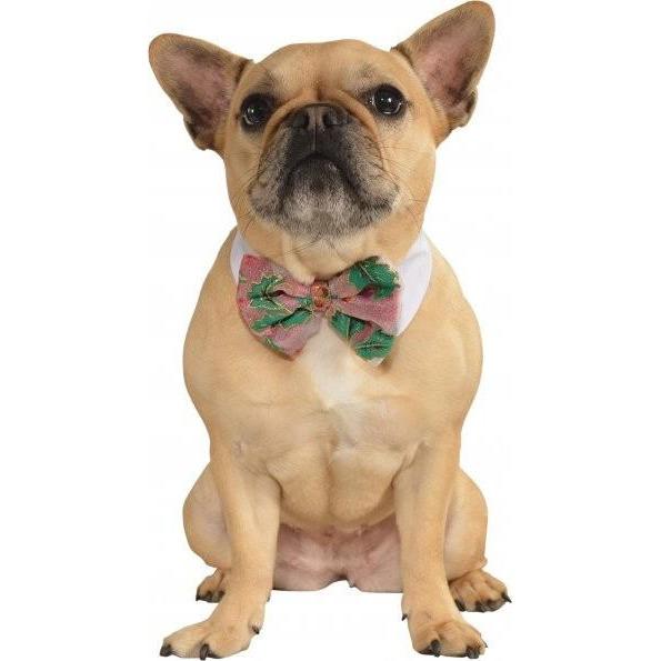 Poinsettia Christmas Pet Bowtie | Turquoise Daedalus