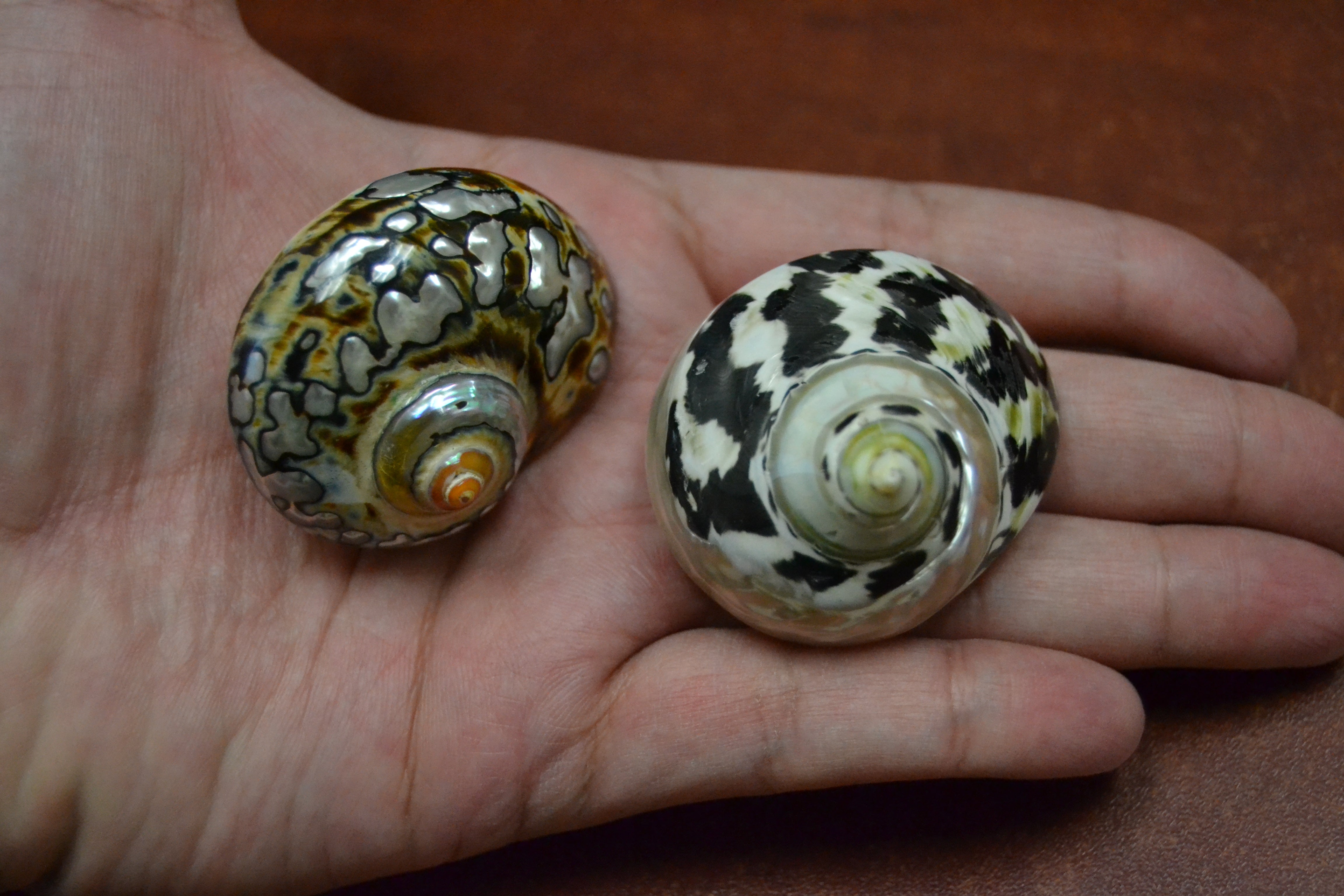 2 Pcs Black Pica Cyprea & Sarmaticus Shell Hermit