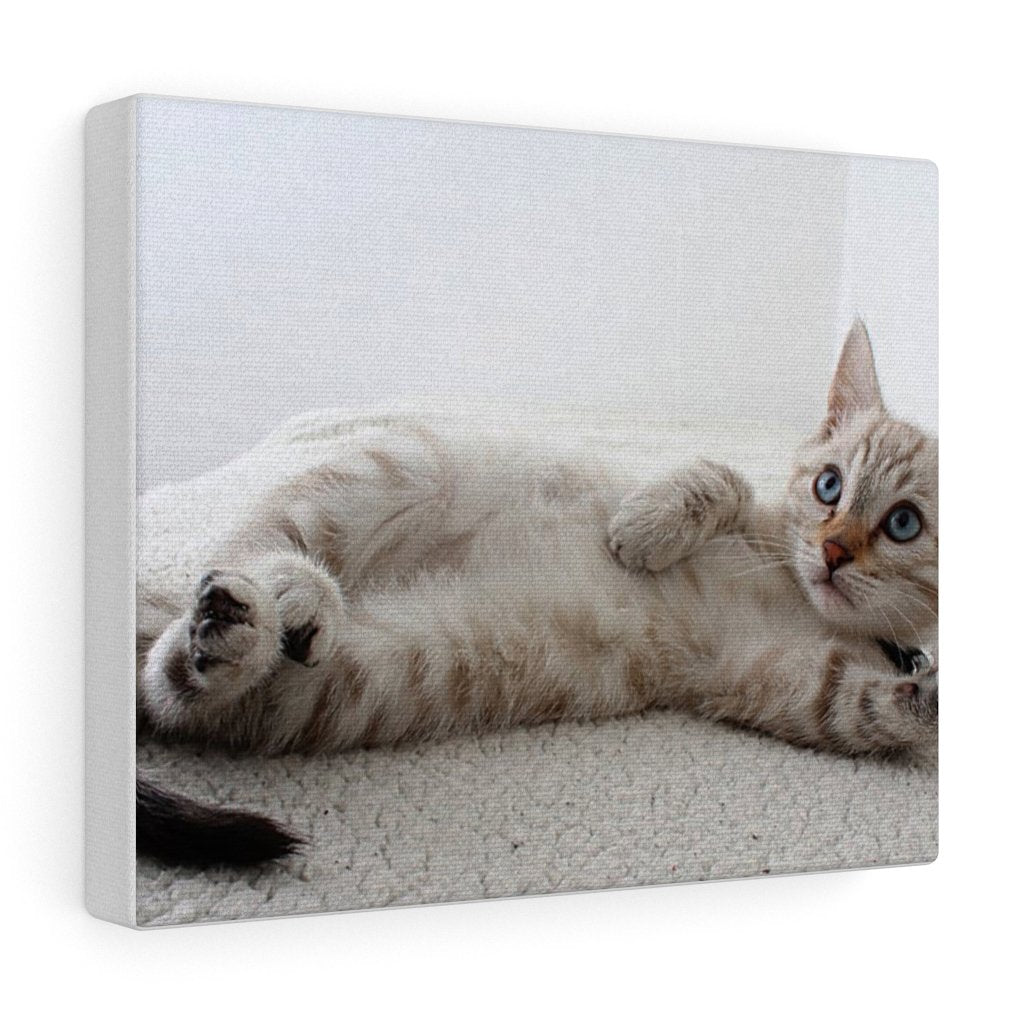 Adorable Cat Canvas Gallery Wall Art