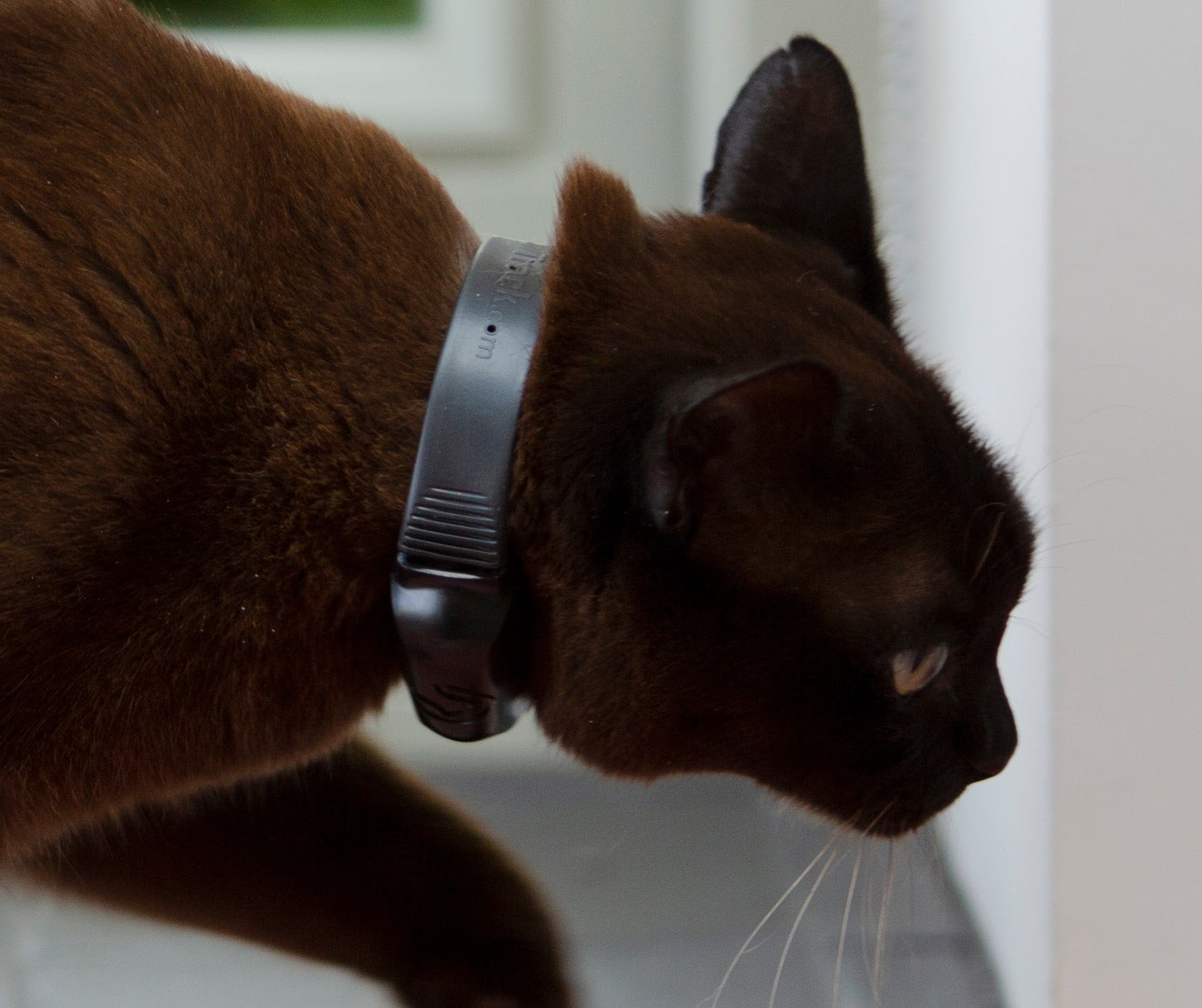 GPS Cat tracking Collar