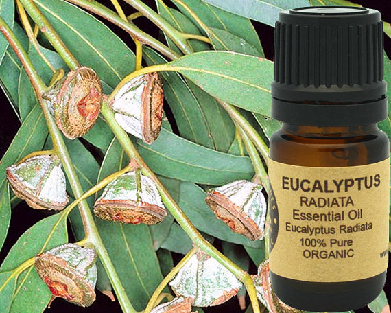 Eucalyptus Essential Oil (Radiata) Organic 15ml | Yellow Poppy