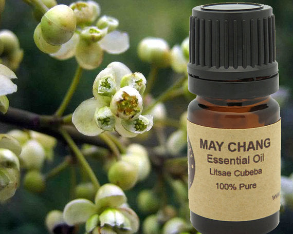 May Chang Essential Oil  15ml | Yellow Poppy