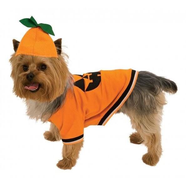 Pumpkin Pet Costume | Turquoise Daedalus